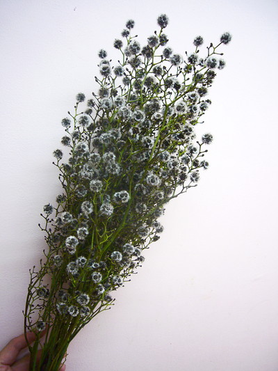 スターリンジア